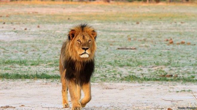 Дантист из США убил и обезглавил самого знаменитого льва Африки