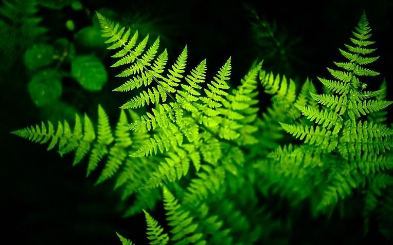 Как правильно отметить Ивана Купала: обряды и тайны магической ночи