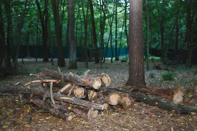 Забор в лесу возле села Лесники Киевской области должен быть снесен до 5 августа - Парцхаладзе