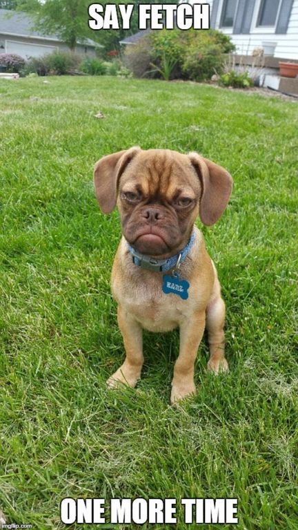 Интернет покорил самый грустный пес: опубликованы фото