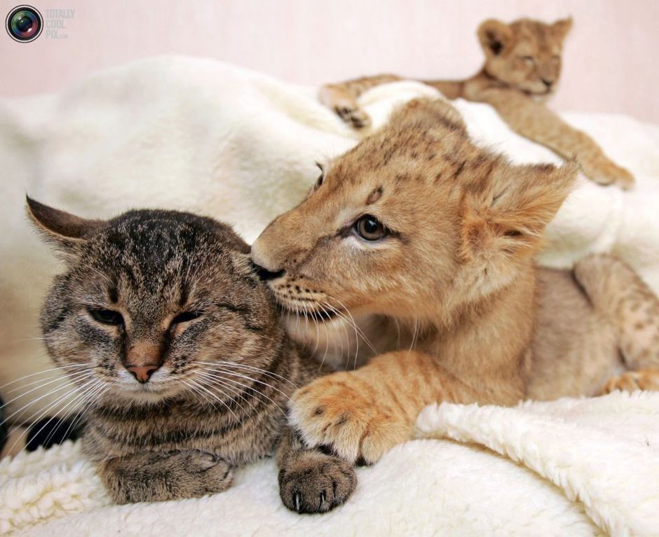 20 забавных фото, доказывающих дружбу между животными