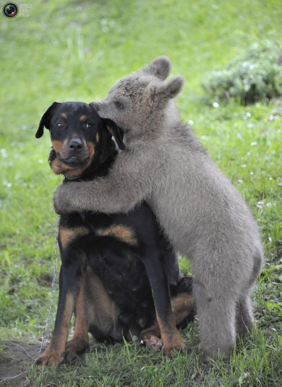 20 забавных фото, доказывающих дружбу между животными