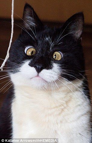 Кумедний кіт із незвичайною косоокістю підкорив соцмережі: опубліковані фото