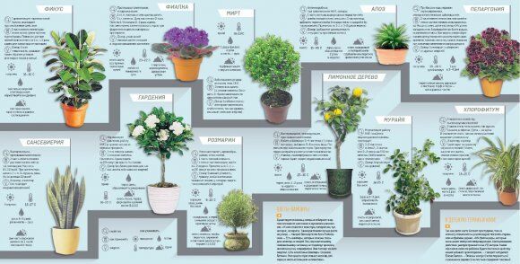 Как выращивать целебные комнатные растения: советы от экспертов