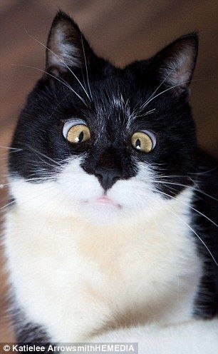 Забавный кот с необычным косоглазием покорил соцсети: опубликованы фото