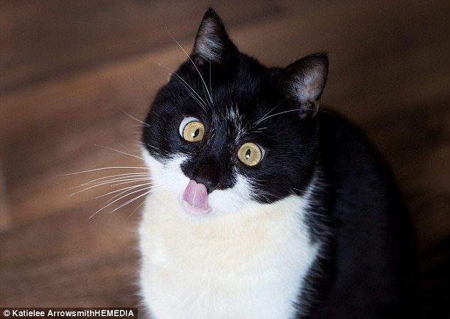 Забавный кот с необычным косоглазием покорил соцсети