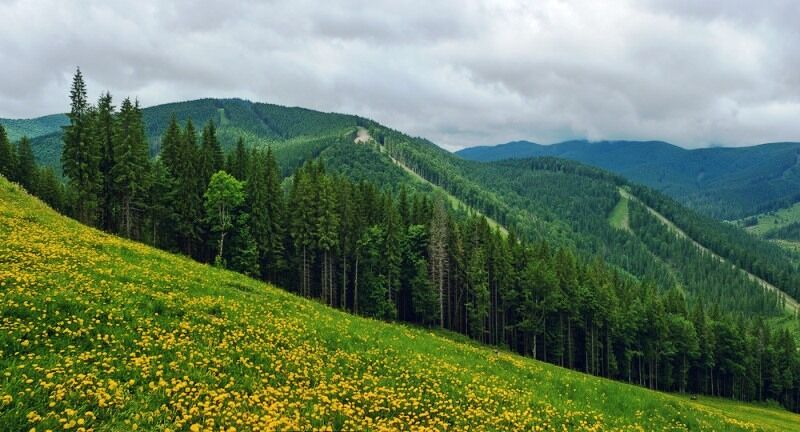 Украинские фотографы показали роскошь лета в Карпатах: потрясающие снимки