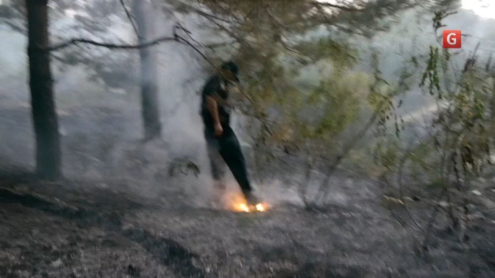У Києві поліцейські гасили лісову пожежу: відеофакт