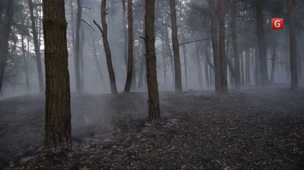 У Києві поліцейські гасили лісову пожежу: відеофакт