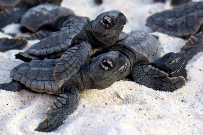 Роддом у моря: удивительный пляж, где рождаются черепахи