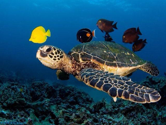 Роддом у моря: удивительный пляж, где рождаются черепахи