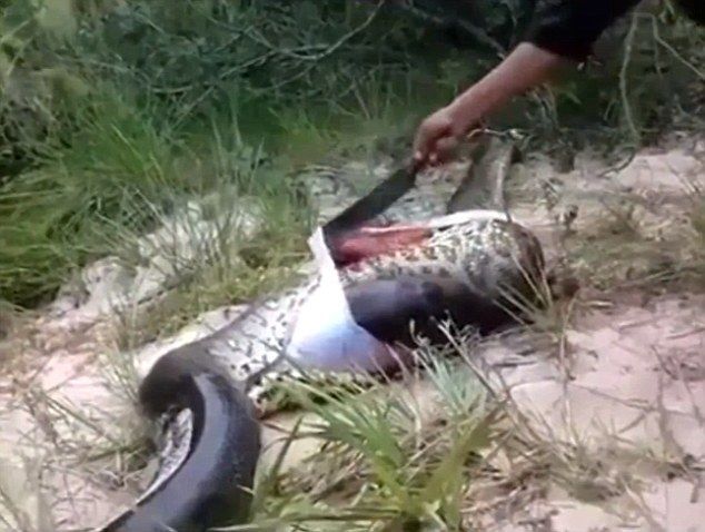 Живая матрешка: огромная анаконда погибла, проглотив другую змею