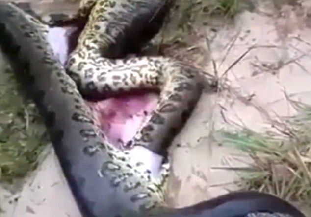 Живая матрешка: огромная анаконда погибла, проглотив другую змею