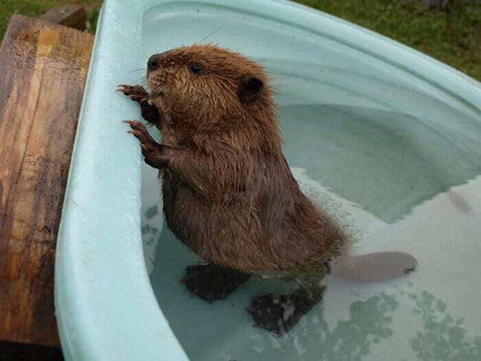Животные, которые обожают принимать пенные ванны: 20 смешных фото