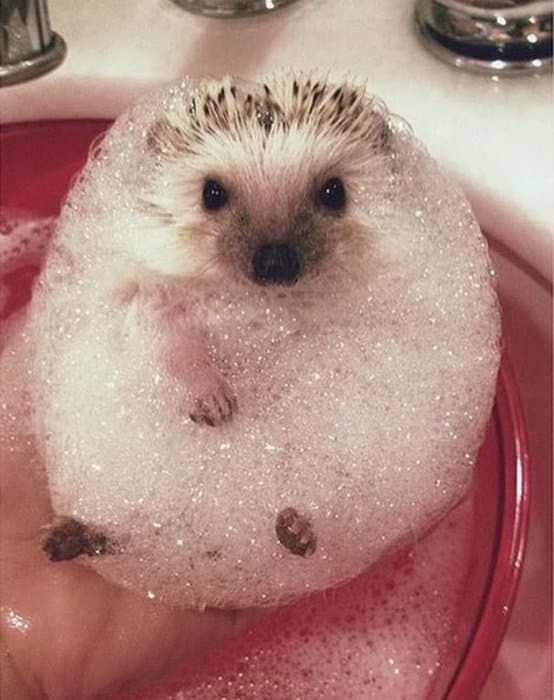 Животные, которые обожают принимать пенные ванны: 20 смешных фото