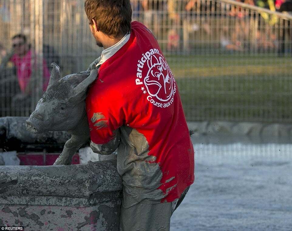 Веселые старты: в Канаде устроили гонки за свиньями в грязи