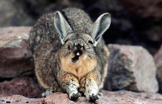 Невозможно удержаться: 20 заразительных фото зевающих животных