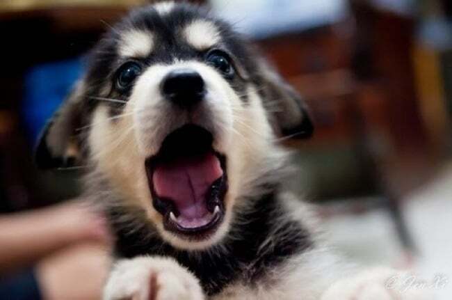 Невозможно удержаться: 20 заразительных фото зевающих животных
