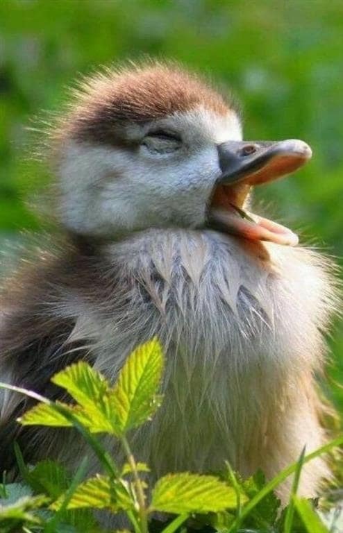 Невозможно удержаться: 20 заразительных фото зевающих животных