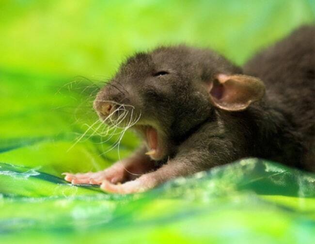 Невозможно удержаться: 20 заразительных фото зевающих животных