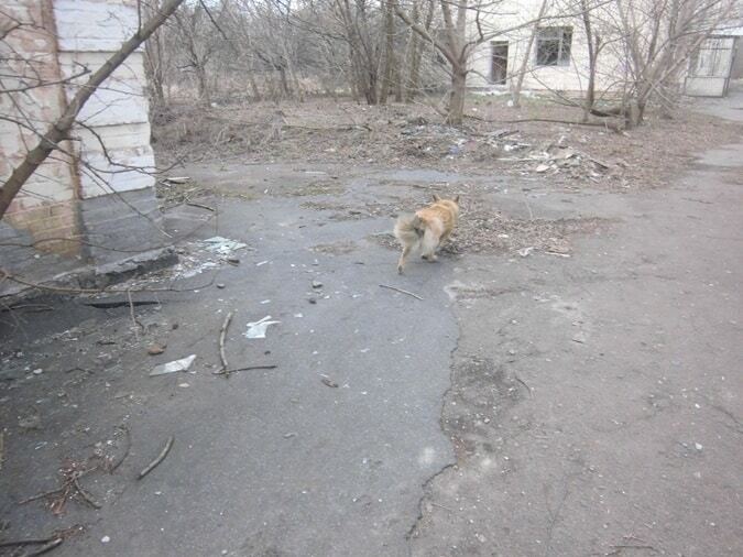 Всемирный день защиты бездомных животных: как украинцы спасали котов и собак