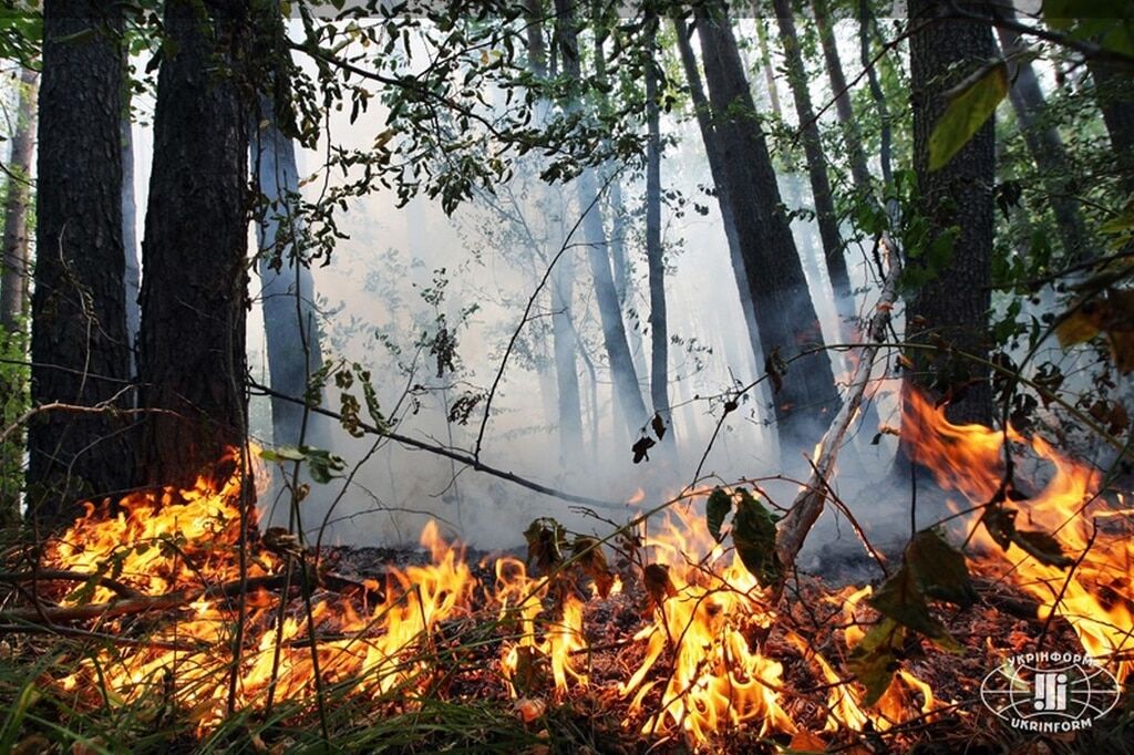 Рятувальники борються з вогнем у "Чорнобильській пущі": опубліковано фото
