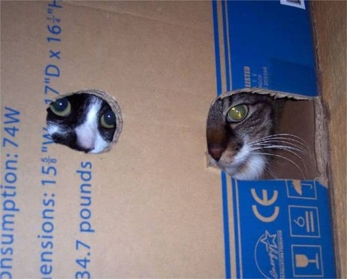 20 невероятно смешных фото котов-ниндзя