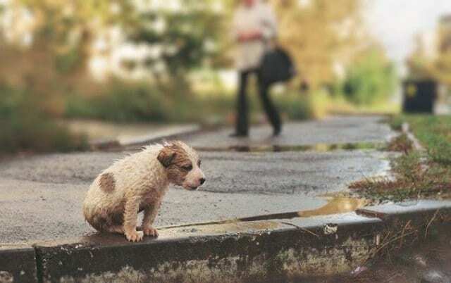 Всемирный день защиты бездомных животных: как украинцы спасали котов и собак
