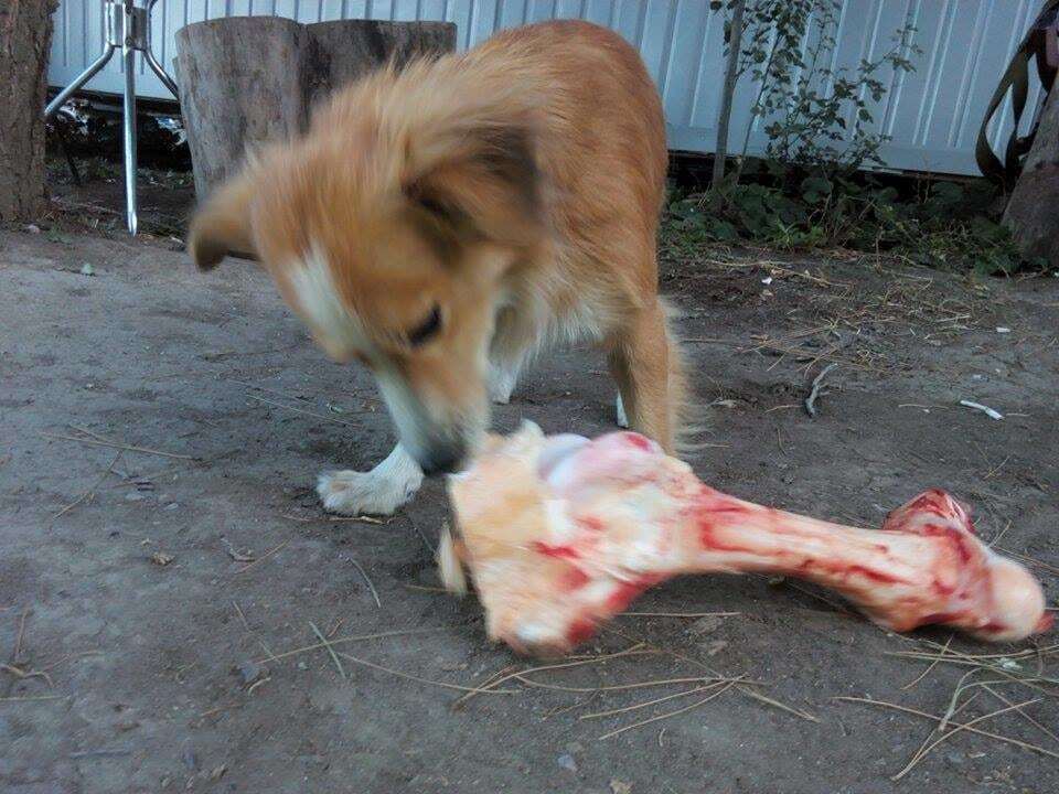 Маріуполь охороняє пожежний пес "Рижик": опубліковано фото