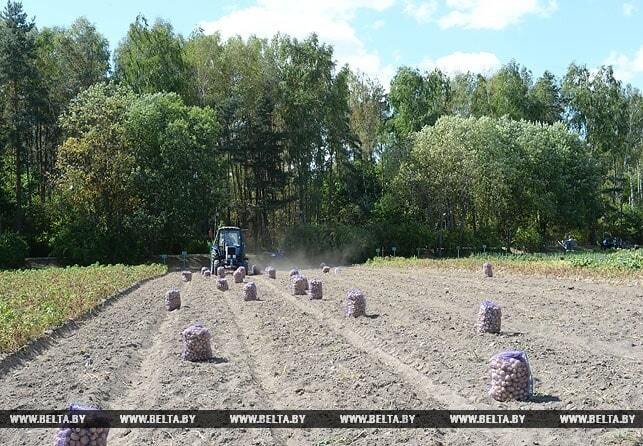 Лукашенко с сыном Колей вручную убрали 18 соток картошки: фоторепортаж