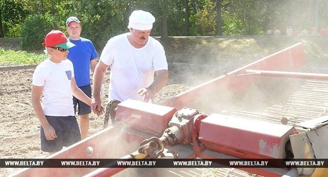 Лукашенко с сыном Колей вручную убрали 18 соток картошки: фоторепортаж