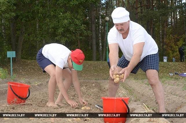 Лукашенко с сыном Колей вручную убрали 18 соток картошки: фоторепортаж