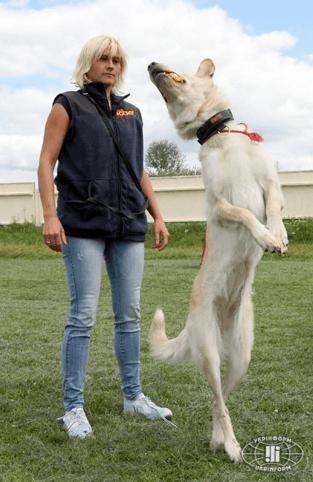 Канадці дресирували собак-помічників для бійців АТО: фоторепортаж