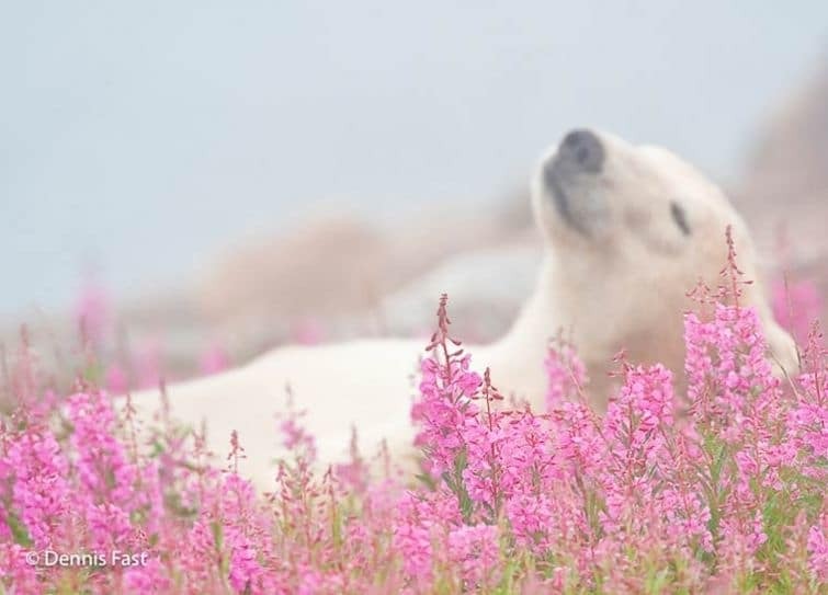 Трогательные и яркие снимки игры полярных медведей в цветах