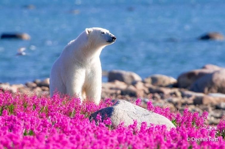 Трогательные и яркие снимки игры полярных медведей в цветах