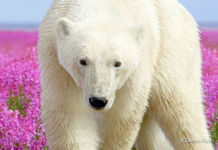 Трогательные и яркие снимки игры полярных медведей в цветах