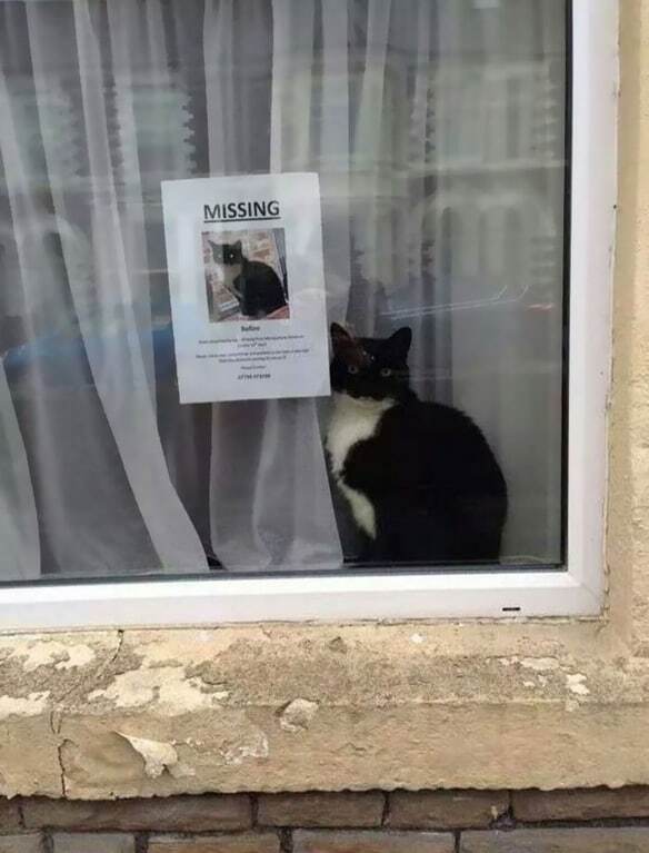 Интернет взорвал снимок с котом, который нашел сам себя после пропажи