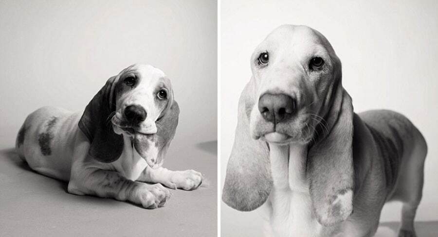 Трогательно и грустно: фотограф показал, как стареют собаки