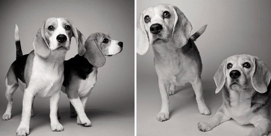 Зворушливо і сумно: фотограф показав, як старіють собаки