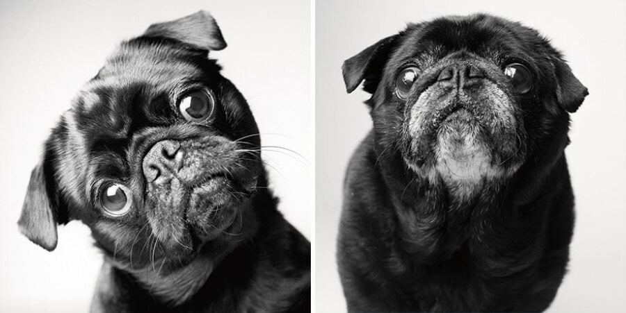 Трогательно и грустно: фотограф показал, как стареют собаки
