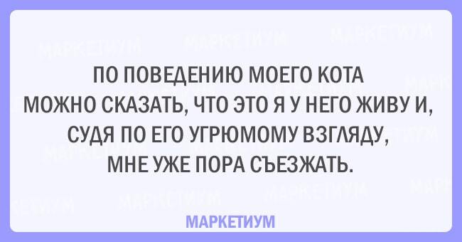 Без кота и жизнь не та: 20 открыток, которые поймет каждый кошатник