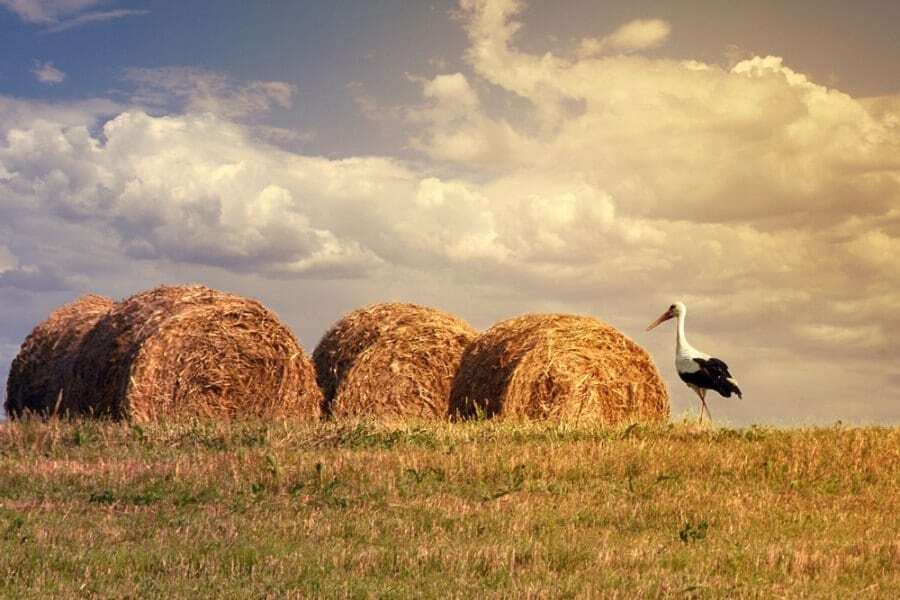 25 фотодоказів того, що український хліб - не просто їжа