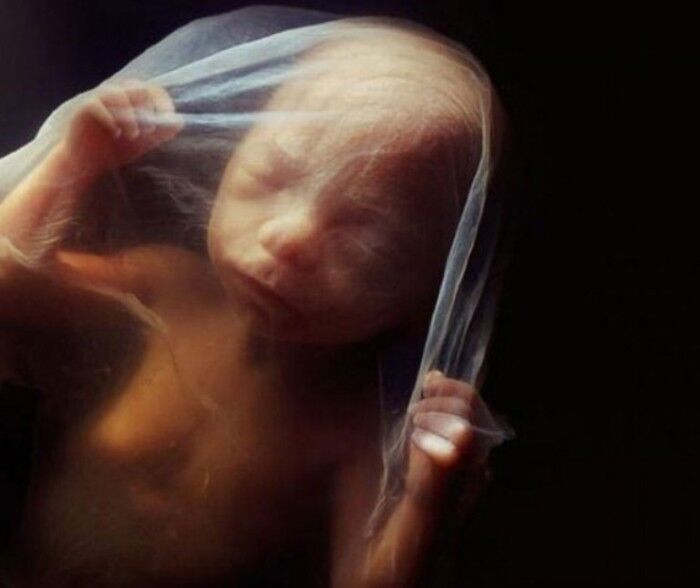 Восьмое чудо света: потрясающая серия снимков о зарождении человеческой жизни