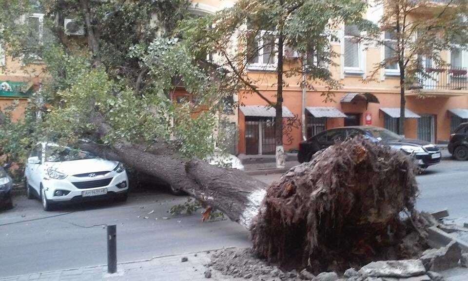 В Киеве рухнуло огромное дерево: досталось автомобилям и банку. Фотофакт
