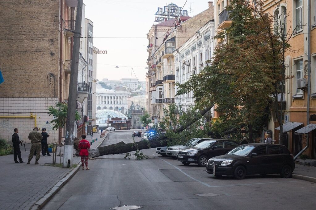 В Киеве рухнуло огромное дерево: досталось автомобилям и банку. Фотофакт