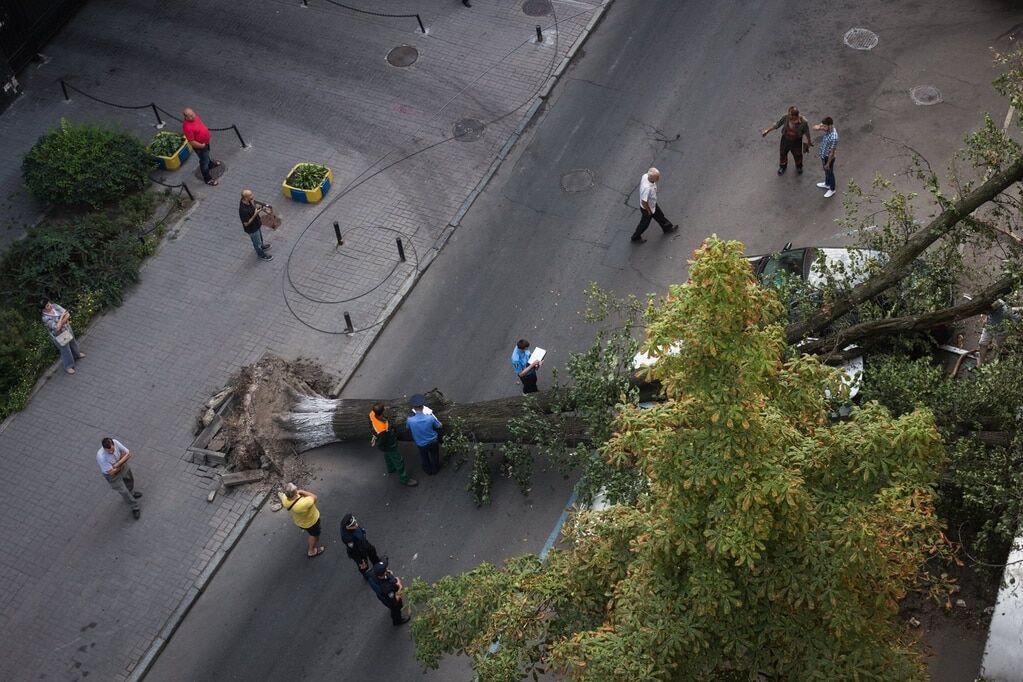 В Киеве рухнуло огромное дерево: досталось автомобилям и банку. Фотофакт