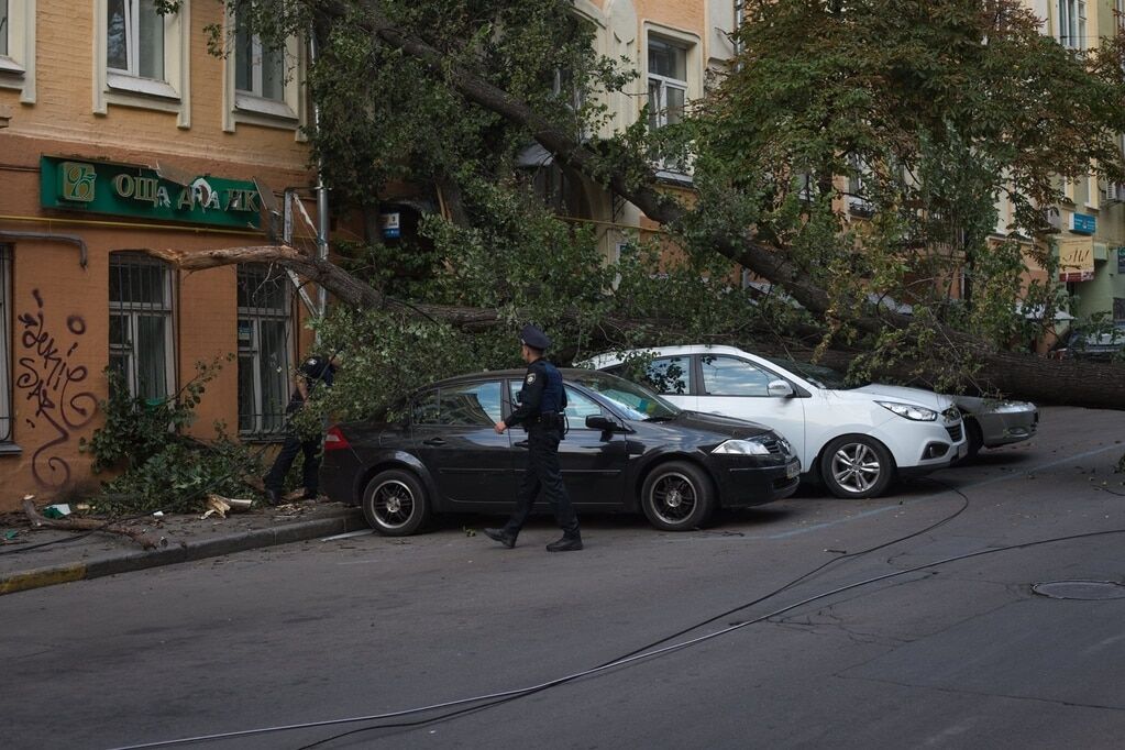 В Киеве рухнуло огромное дерево: досталось автомобилям и банку. Фотофакт