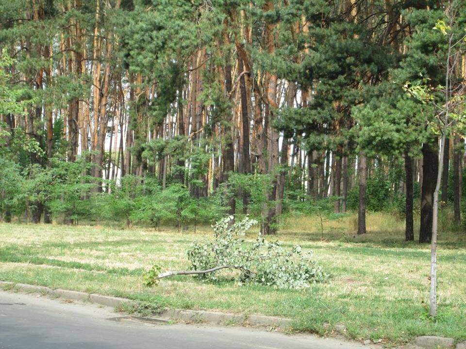 В Киеве вандалы сломали молодые липы: фотофакт