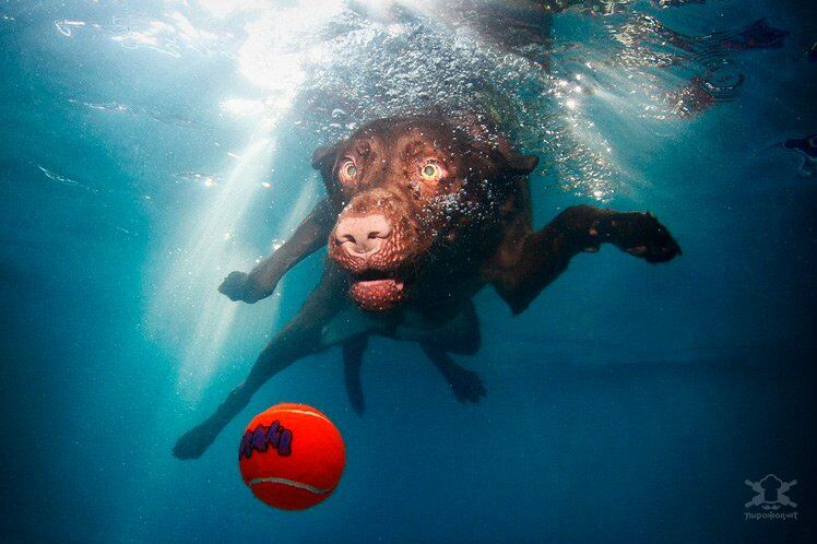 "Собаки под водой": невероятно забавные снимки ныряющих псов