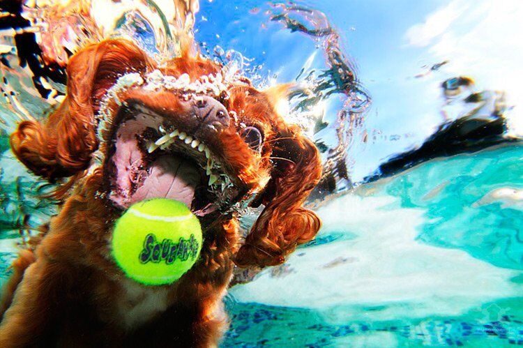 "Собаки под водой": невероятно забавные снимки ныряющих псов